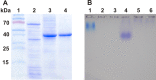 Fig 10