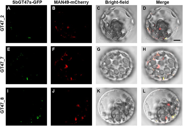 FIGURE 4