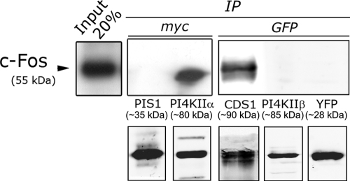 FIGURE 6: