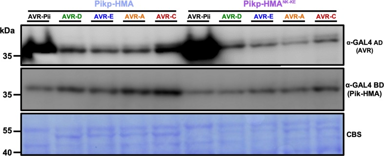 Figure 2—figure supplement 1.