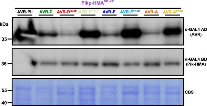 Figure 4—figure supplement 2.