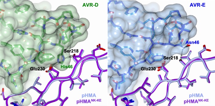 Figure 3—figure supplement 1.