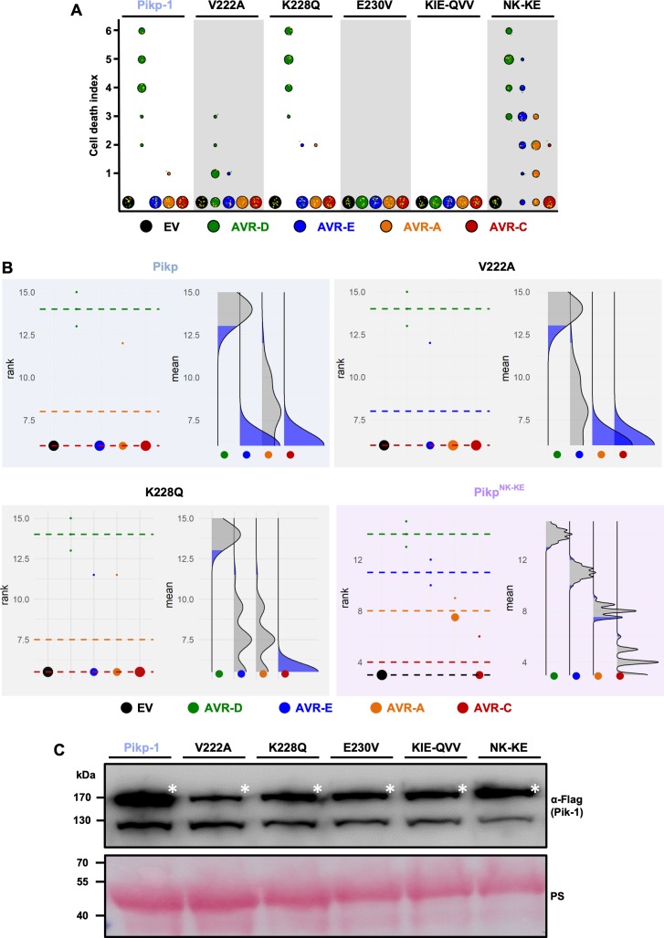 Figure 1—figure supplement 1.