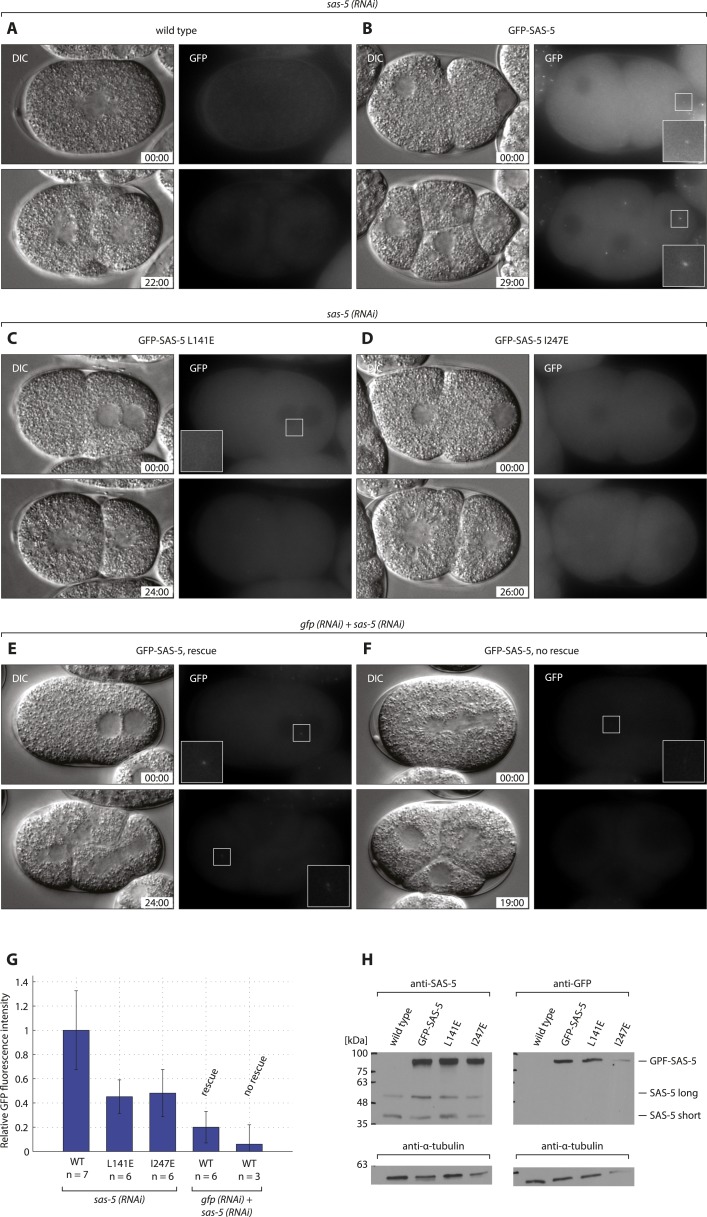 Figure 6—figure supplement 1.