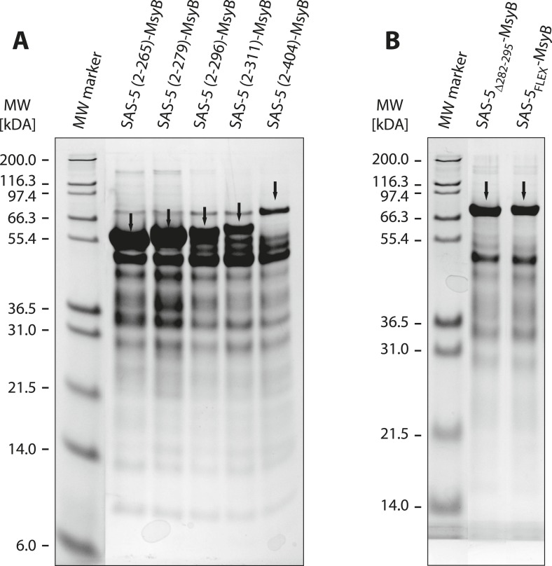 Figure 1—figure supplement 3.