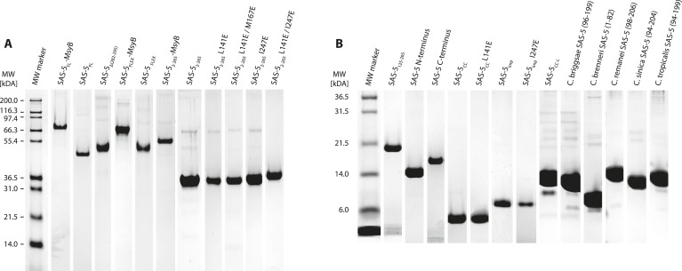 Figure 1—figure supplement 1.