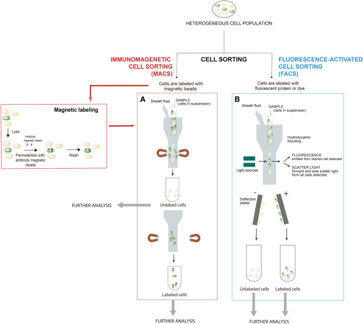 Analysis of Salmonella lineage-specific traits upon cell sorting - PMC