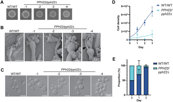 Fig 4.