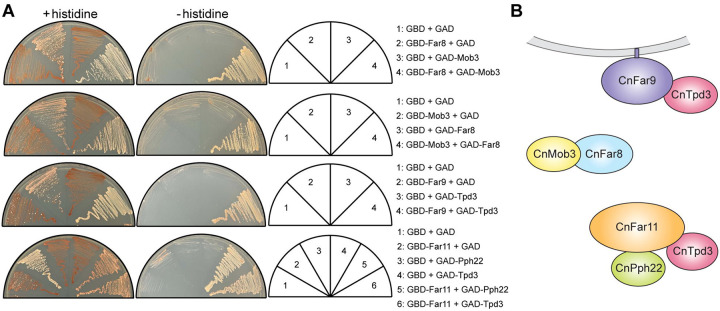 Fig 2.