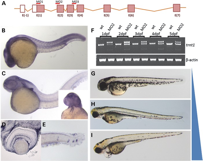 Figure 5.