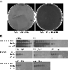Extended Data Fig.3