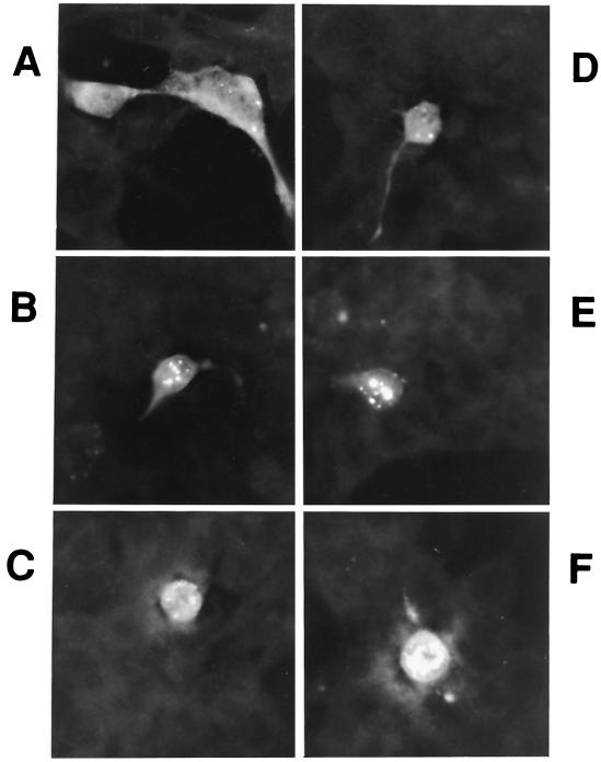 FIG. 6