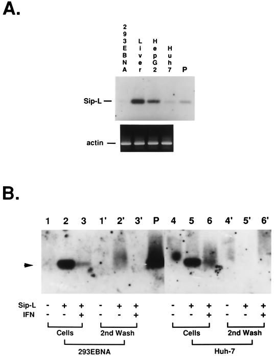 FIG. 7