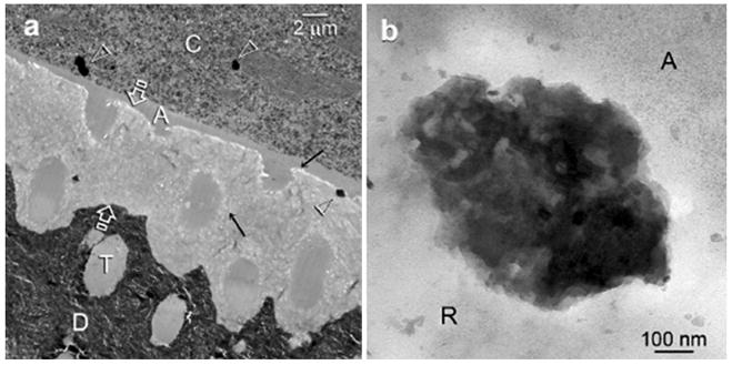 Fig.5