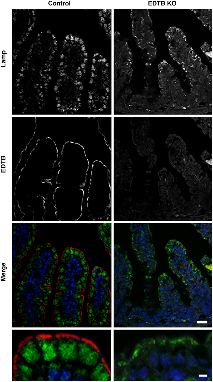 Figure 4