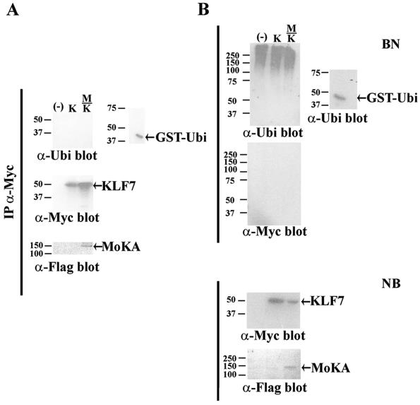 FIG. 9.