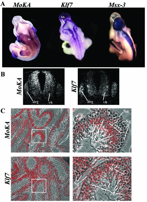 FIG. 7.