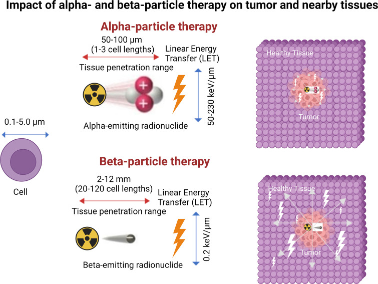 Targeted α-particle and β-particle therapy comparison. Illustration shows the characteristic features of α and β particles. α Particles are positively charged particles composed of two protons and two neutrons, essentially the nucleus of a helium atom, and β particles are negatively charged particles, essentially electrons. α Particles have much greater mass, higher linear energy transfer (LET), travel a much shorter distance in tissue, and are more cytotoxic than β particles. The illustration includes specific values of these characteristics for reference but is not to scale. Created with BioRender.com.