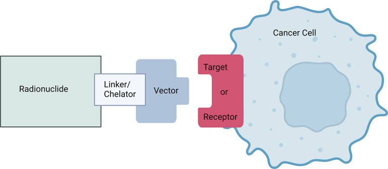 Radionuclide therapy schematic. A radionuclide held in a chelator or cage or bound covalently is attached to a vector by a linker molecule. The vector binds to a molecular target to enable visualization of the target for diagnostic or treatment purposes and selective delivery of radiation therapy to the target. Alternatively, a free radionuclide ion can, in some circumstances, be used to target tumors or cancer cells, as with iodine 131, alastine 211, and radium 223. Created with BioRender.com.