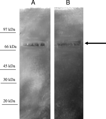 FIG. 7.