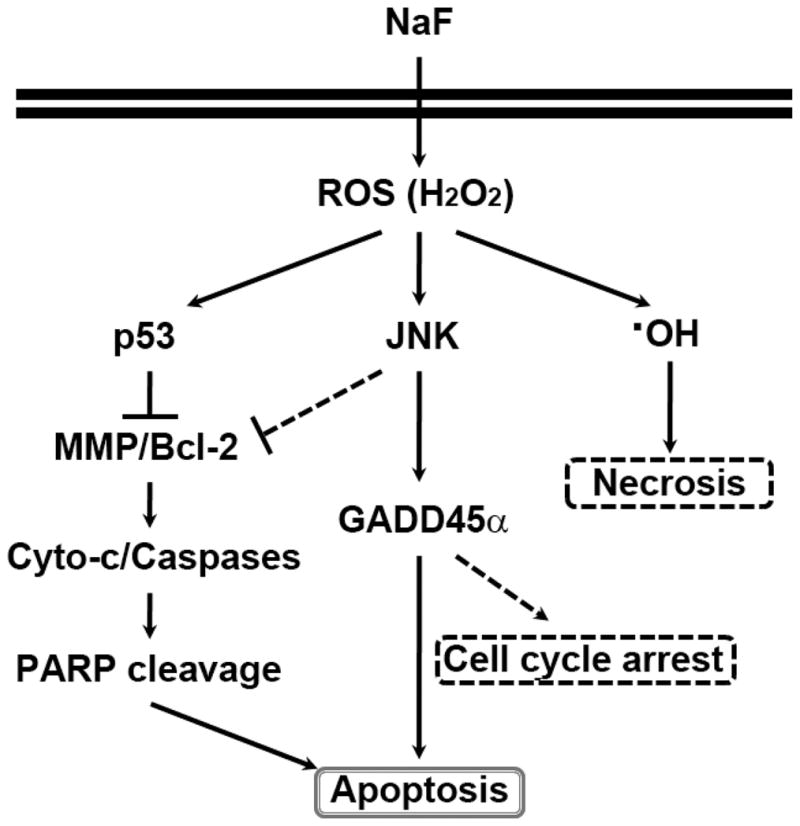 Fig. 8