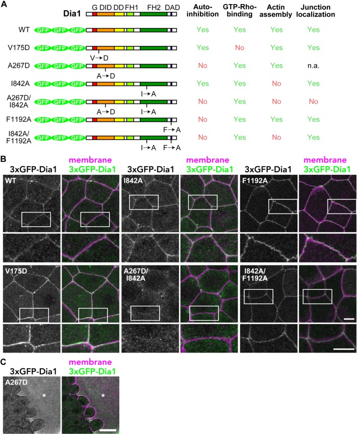 FIGURE 4: