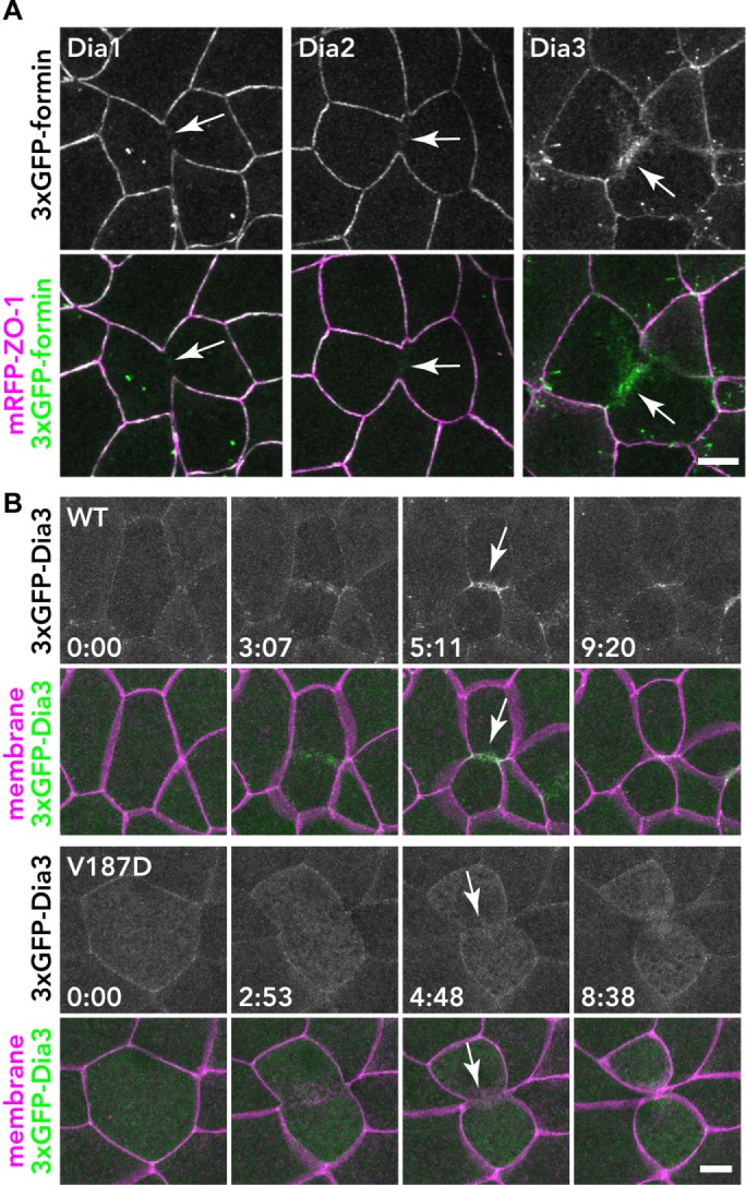 FIGURE 1: