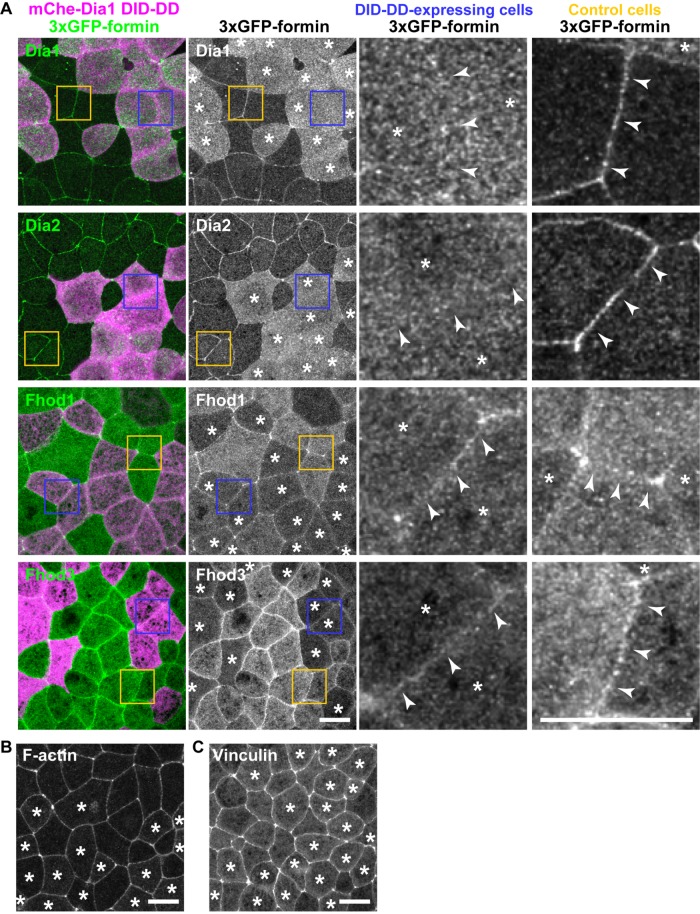 FIGURE 6: