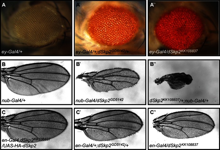 FIGURE 3: