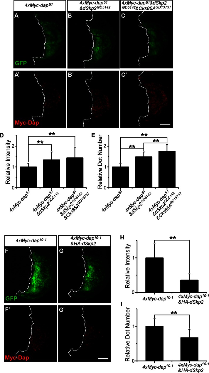 FIGURE 7: