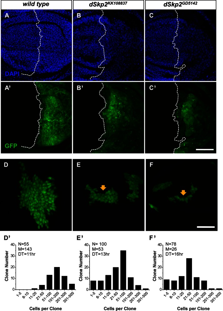 FIGURE 4: