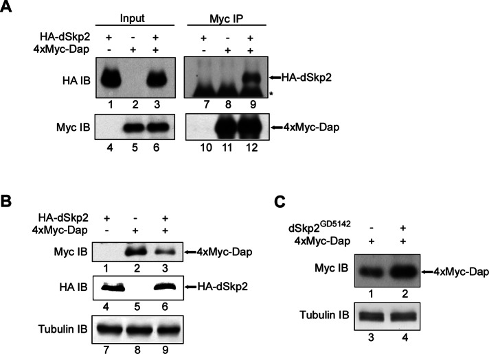 FIGURE 2: