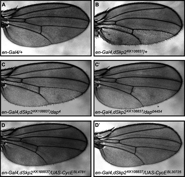 FIGURE 6: