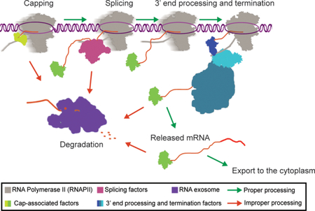 graphic file with name nihms-1013725-f0001.jpg