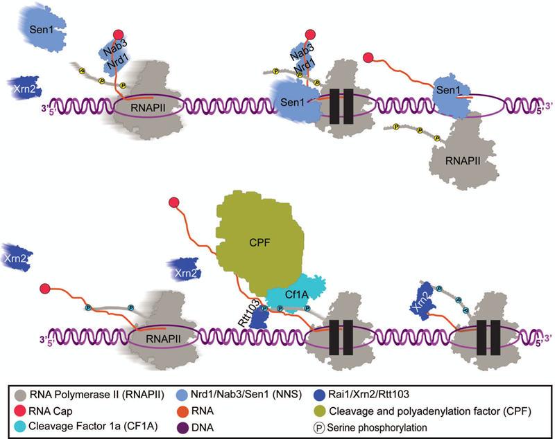 Figure 4: