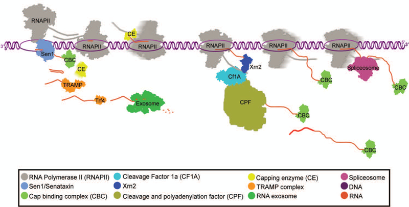 Figure 1: