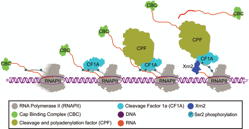 Figure 2: