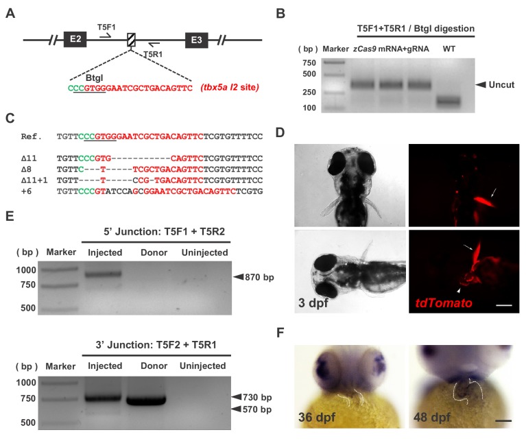 Figure 1—figure supplement 1.