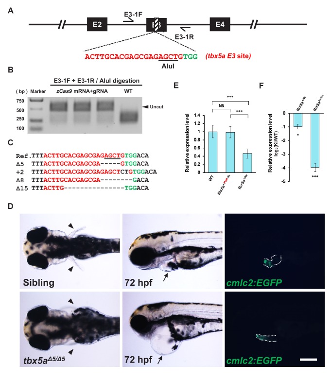 Figure 2—figure supplement 1.