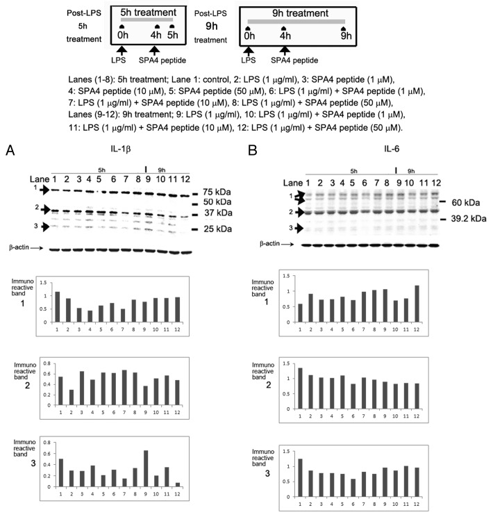 graphic file with name onci-1-1495-g6.jpg