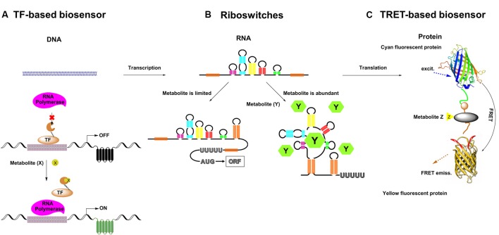 FIGURE 1