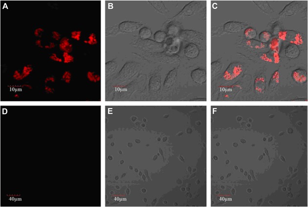 Figure 24