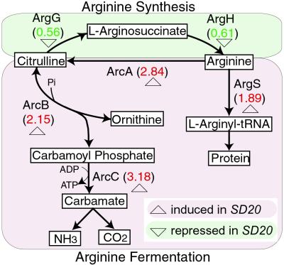 Fig 5.