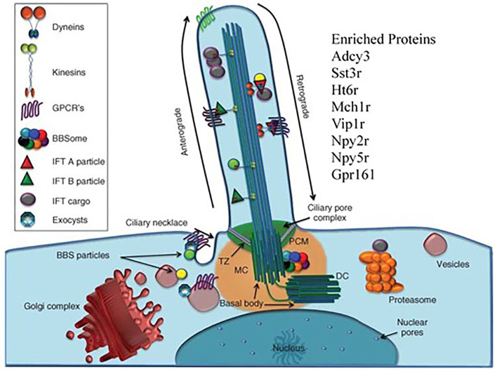 Figure 5