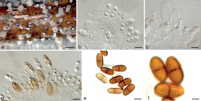 Fig. 8