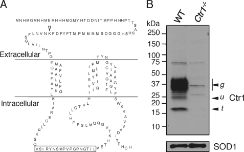 FIGURE 1.