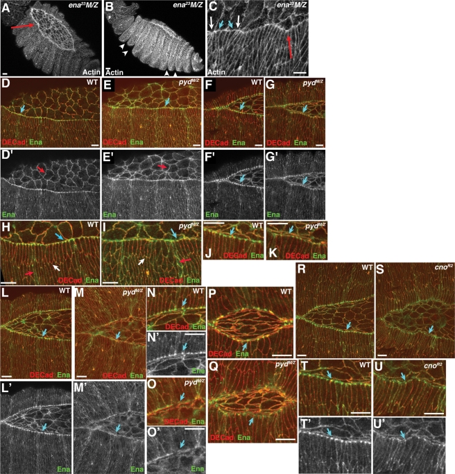 Figure 10: