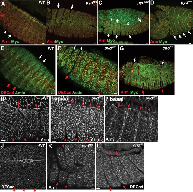 Figure 6: