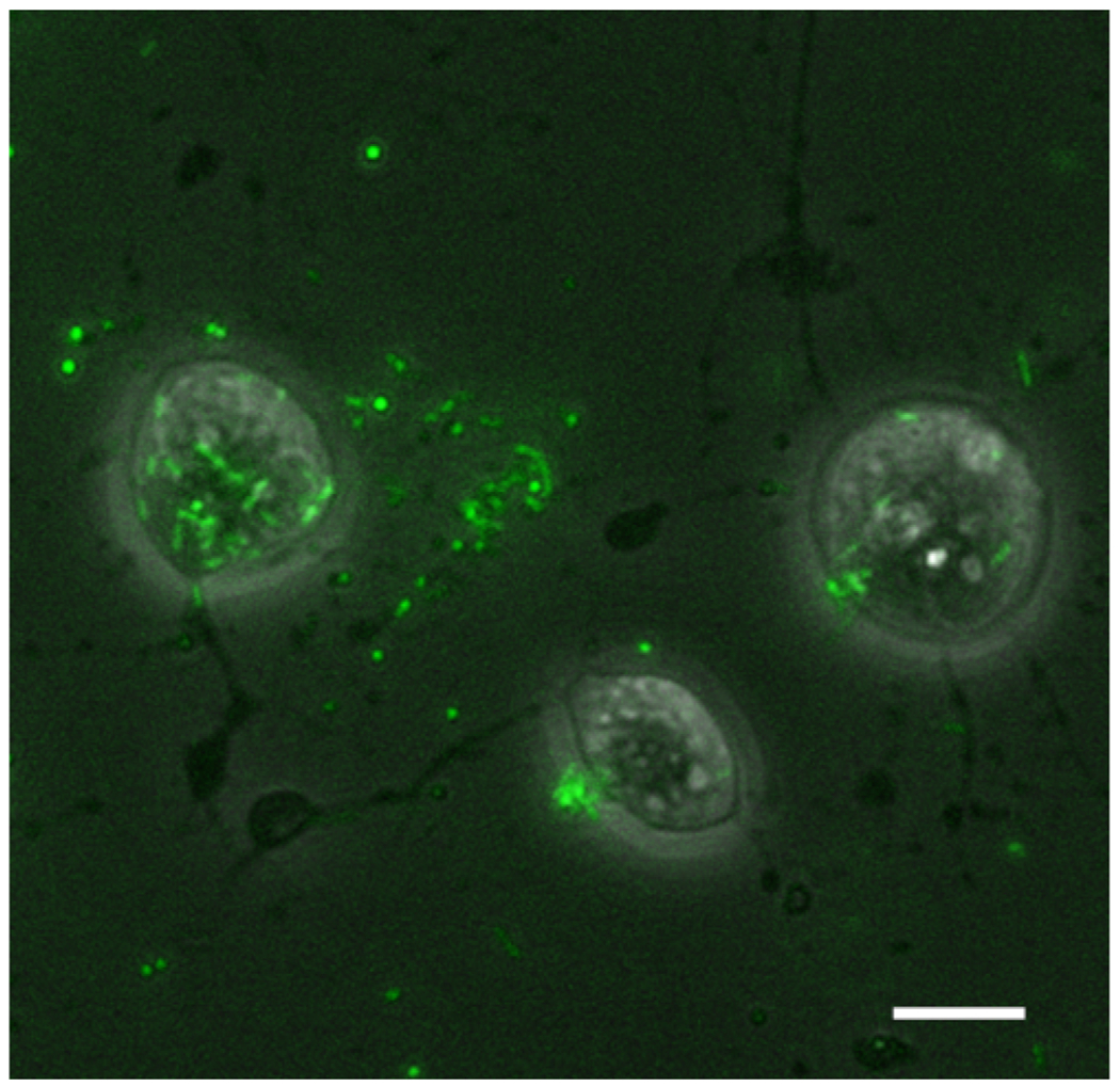 Figure 9: