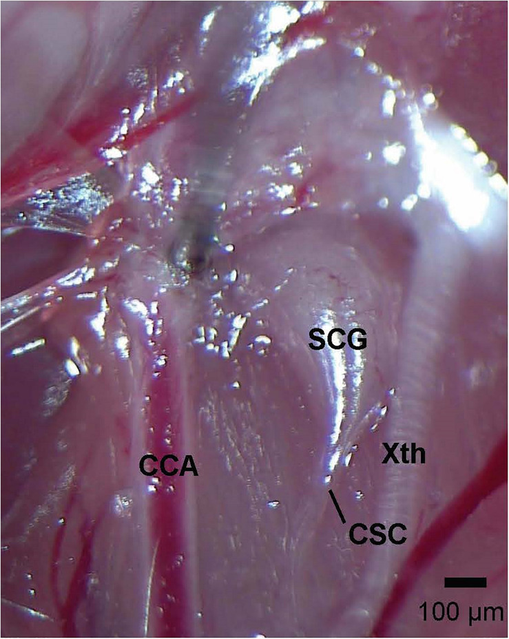 FIGURE 1